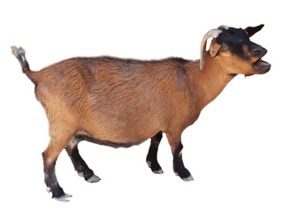 bleating red goat  isolated on white