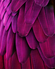 Fototapeta premium Różowe i fioletowe pióra