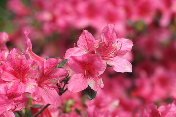 Blühender Rhododendron