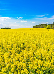 Obraz premium Raps Rohstoff Kraftstoff Pflanze Feld