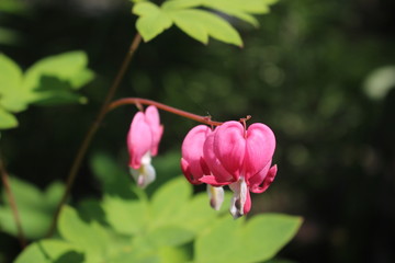 Beauty pink hearts on the branch