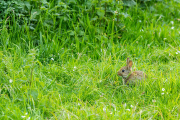 young European rabbit in long grass © andrewbalcombe