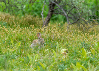 European rabbit in a lush green meadow