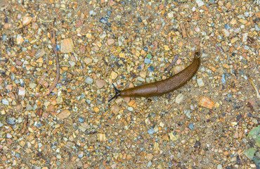 Spanish slug on a wet path