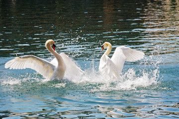 Naklejka premium Two dominant swans battle, Reuss river