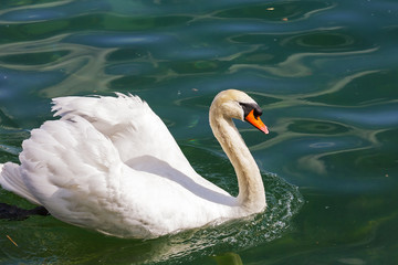 White swan on the river waters
