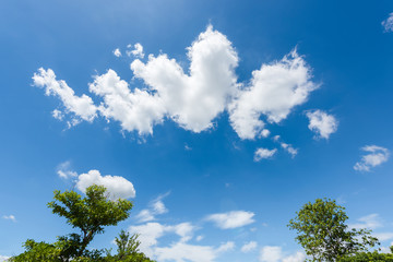 tree and blue sky