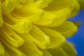 Fototapeta na wymiar flower background , Yellow Chrysanthemum Flower