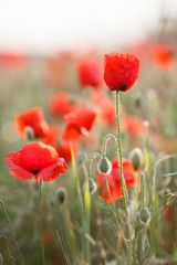 Naklejka premium Wild flowers field of red poppies on a green meadow, flowers on slender green stalks proudly look to the sky and not disclosed plump green buds, with their heads down looking at the green grass