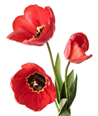 Obraz premium Tulips