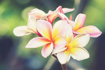Branch of tropical flowers frangipani (Vintage filter effect use