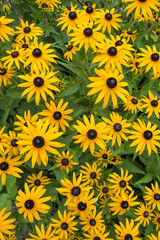 black-eyed susan flowers