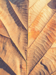 dry leaf on textured paper (Vintage filter effect used)