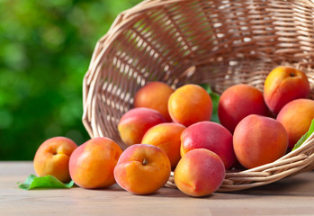 basket with ripe apricots