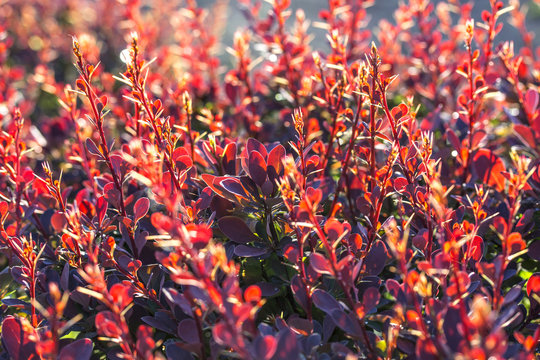 Barberry bush, colorful floral red background