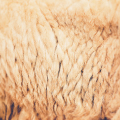 Sheepskin Background (Vintage filter effect used)