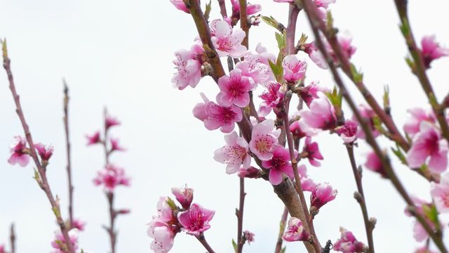 Peach Tree Blossom In Spring