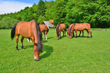 Naklejka na ściany i meble Horses grazing on field over grass, Low Beskids (Beskid Niski), Poland