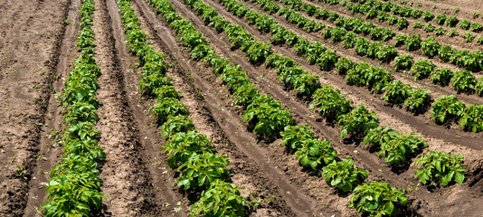 Fototapeta na wymiar panoramic view of rows of young potato plants on the field
