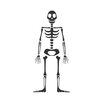 Vector Illustration of a Skeleton