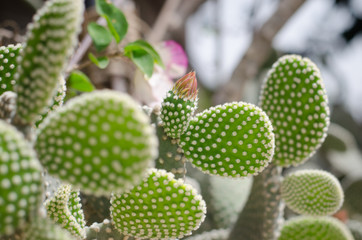 цветущий кактус