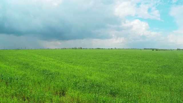 Flying over Large Green Wheat Fields at Farm 