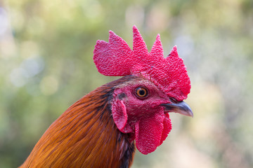 close up thai cockfight