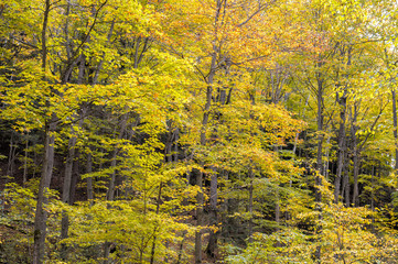 Obraz premium fall color in the forest of haliburton ontario canada