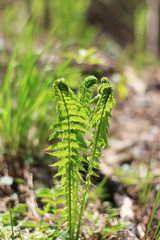 Ostrich fern or black saran (Matteuccia struthiopteris)
