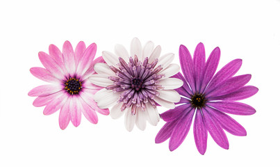 Fototapeta premium Violet Pink Osteosperumum Flower Daisy Isolated on White Backgro