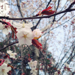 Cherry flowers in bloom. Aged photo. Flowers bloom in spring season. Sakura Blossom Time. Blossoming cherry flowers in spring. Retro filter photo. Sakura blooming. Vintage effect.
