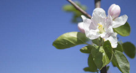 Цветок яблони на фоне синего неба