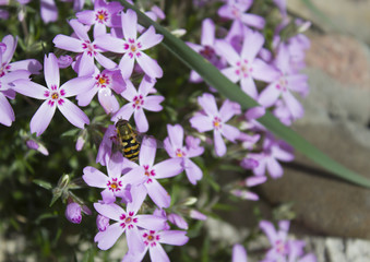 Пчела собирает пыльцу на розовых цветах