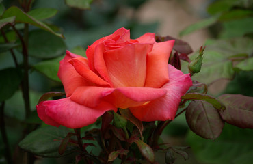 Rose saumon au crépuscule au printemps, Jardin des Plantes Paris