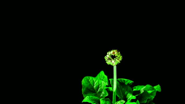 Time-Lapse of Growing and Opening Pink Gerbera Daisy Flower Isolated on Black Background