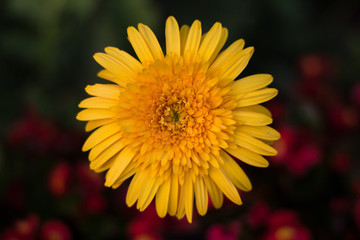 Gerbera Flowers