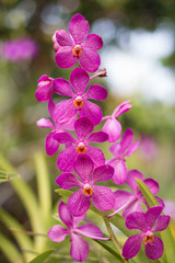 Orchid