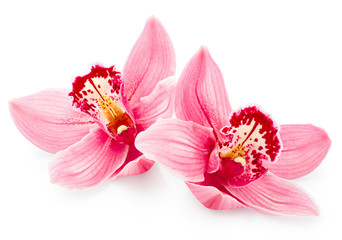 Pink orchid flowers