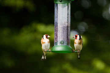 Two Goldfinch on Feeder