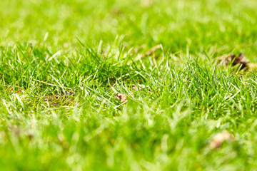 Green grass