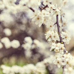 Spring flowers close up