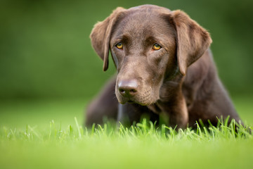 Labrador Retriever Dog
