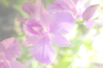 Fototapeta na wymiar Sweet color orchid in soft color for flora background