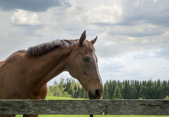 Old brown horse enjoying the nice spring day