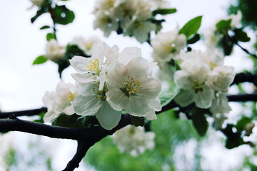 Apple flowers in bloom. Aged photo. Flowers bloom in spring season. Apple Blossom Time. Blossoming apple flowers in spring. Retro filter photo. Blossom apple tree. Vintage effect.