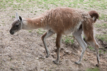 Guanaco (Lama guanicoe), also known as the Guanaco llama.