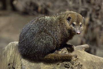 Common kusimanse (Crossarchus obscurus).