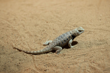 Naklejka premium Desert spiny lizard (Sceloporus magister).