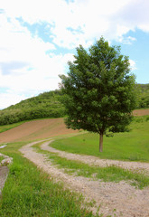 Obraz premium Lone tree standing against a beautiful sky and green grass..