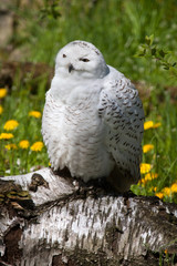 Snowy owl (Bubo scandiacus).